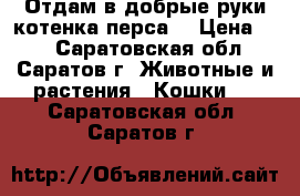 Отдам в добрые руки котенка перса. › Цена ­ 5 - Саратовская обл., Саратов г. Животные и растения » Кошки   . Саратовская обл.,Саратов г.